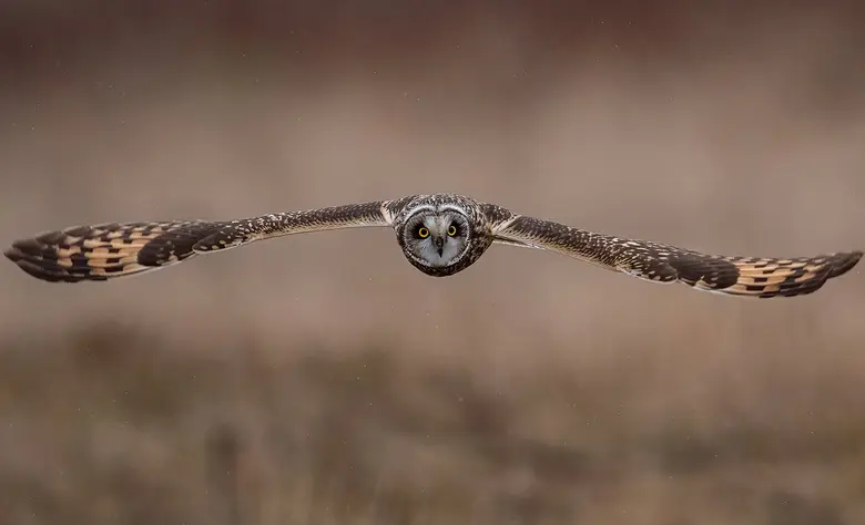 Eine Eule mit ausgebreiteten Flügeln fliegt frontal auf die Kamera zu, der Hintergrund ist unscharf in warmen Brauntönen gehalten.