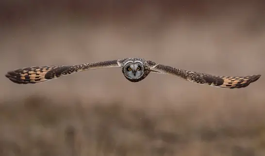 Eine Eule mit ausgebreiteten Flügeln fliegt frontal auf die Kamera zu, der Hintergrund ist unscharf in warmen Brauntönen gehalten.