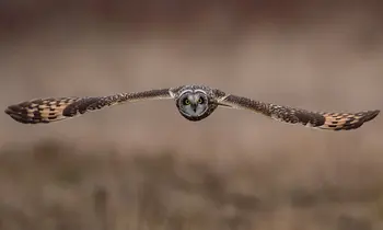 Eine Eule mit ausgebreiteten Flügeln fliegt frontal auf die Kamera zu, der Hintergrund ist unscharf in warmen Brauntönen gehalten.