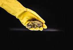 Hand in gelbem Gummihandschuh hält ein dunkelbraunes, gelblich gemasertes Gesteinsstück vor schwarzem Hintergrund.