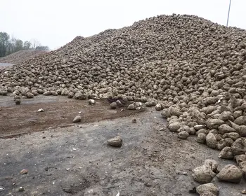 Zuckerrüben nach der Ernte auf einem Haufen. 