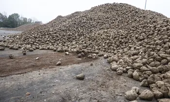 Zuckerrüben nach der Ernte auf einem Haufen. 