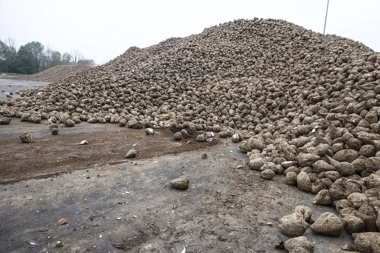 Zuckerrüben nach der Ernte auf einem Haufen. 