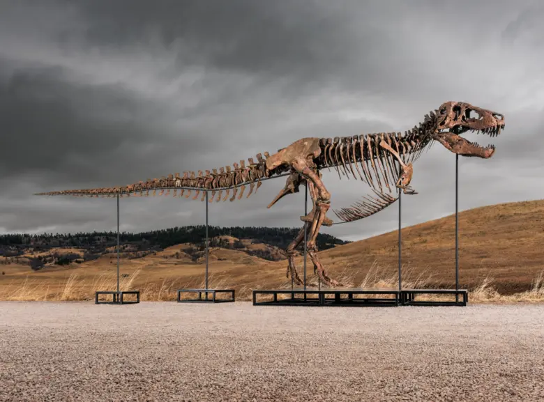 Das Foto zeigt das Skelett des Tyrannosaurus Rex Gus, das sich in einem sehr guten Zustand befindet.