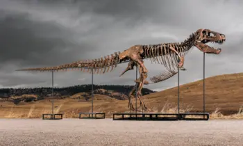 Das Foto zeigt das Skelett des Tyrannosaurus Rex Gus, das sich in einem sehr guten Zustand befindet.
