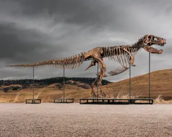 Das Foto zeigt das Skelett des Tyrannosaurus Rex Gus, das sich in einem sehr guten Zustand befindet.
