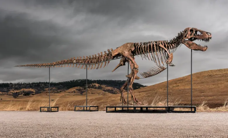 Das Foto zeigt das Skelett des Tyrannosaurus Rex Gus, das sich in einem sehr guten Zustand befindet.